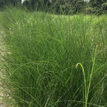 党参种植要点大揭秘：