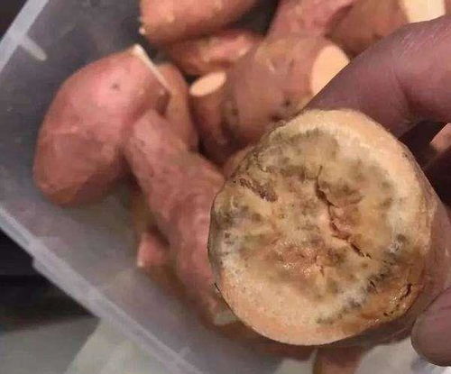 不打药的红薯真的能种好吗
