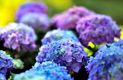 多年生常绿灌木，假连翘