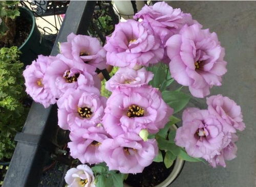 养护对比：谁更易养活？