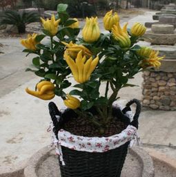 三、选花盆，还得堪材质