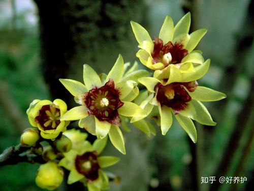 素心腊梅：黄灿灿的小精灵