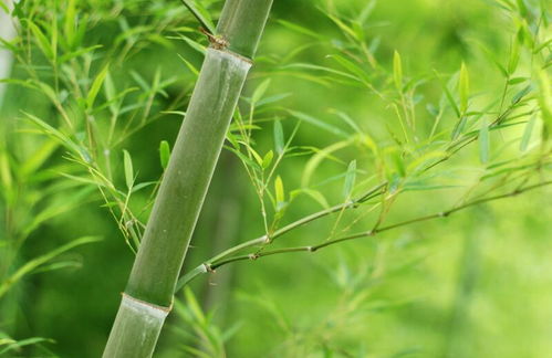 “春季种植竹子最佳时间和方法是怎样的