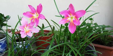 红花葱兰的观赏价值