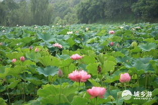 荷花的生长环境