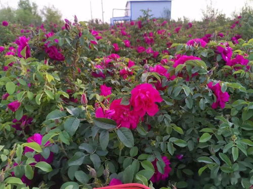 四季玫瑰一年四季都开花吗？它的开花周期是怎样的