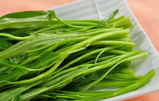空心菜在哪个季节种植最好？不同地区有何差异