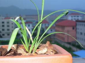 抓把种子放手心吹口气， 轻飘飘飞走的直接当垃圾