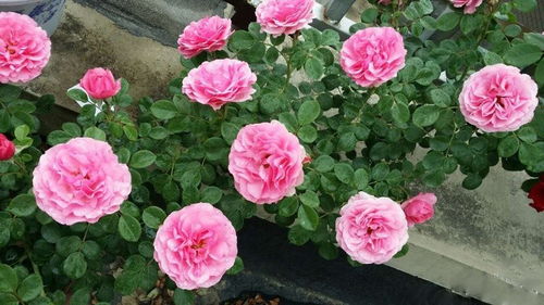 粉色达芬奇月季的粉红之谜