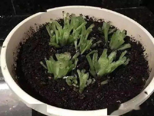 绿婴没有叶子，如何巧妙修剪才能焕发新生