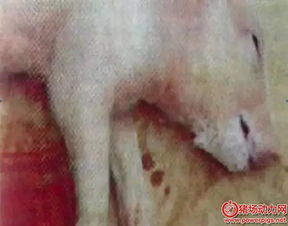 猪口吐白沫，是何疾病作祟
