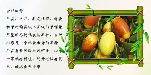 四、补水保持苗木体内水份平衡是成活的关键，收到苗木后应马上补水。