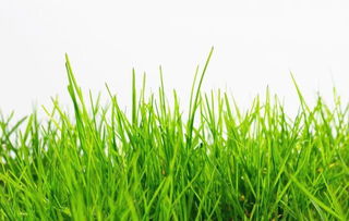 植物的生长过程