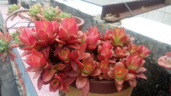 火祭繁殖方法：植物繁殖技巧解析