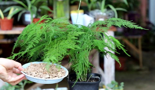 薄荷剪枝方法图解中，如何打造健康薄荷