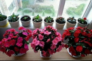 自制花肥， 让养花既环保又省钱