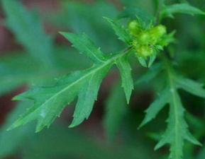 菊花叶子呈羽状分裂，你知道这种形状有什么特别之处吗