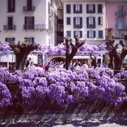 紫藤萝的花季之谜