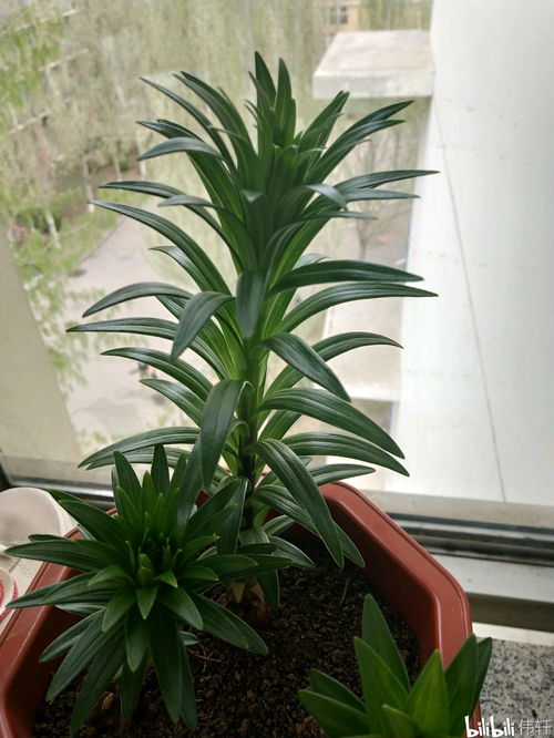 五针松种子的种植经验分享