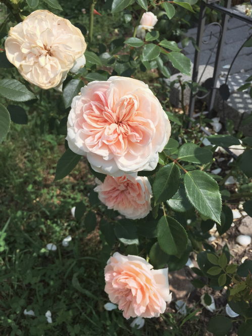 莎萨九零月季的花期揭秘