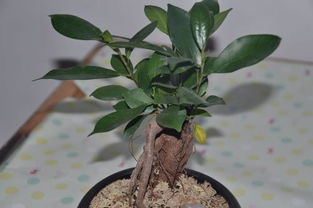 无孔盆的种植技巧