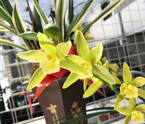 兰花很久不浇水，如何挽救