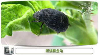 月季夏天可以喷洒杀虫剂防治病虫害吗