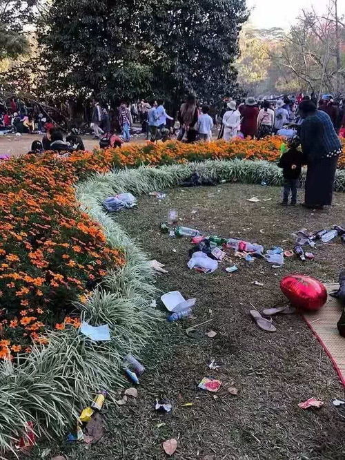 污染吸附，宿根品种