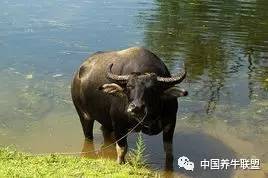 水牛养殖技术与市场前景分析：高效养牛策略揭秘！