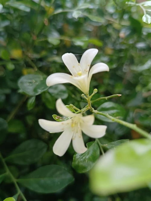 九里香的花语究竟蕴含着怎样的寓意