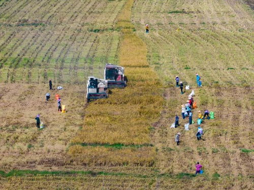广东清远的苗农的绝活