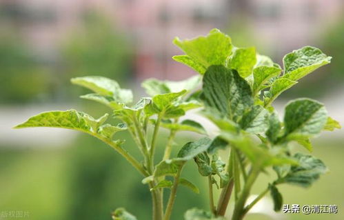 农药渗透性解析：哪种农药渗透力强？