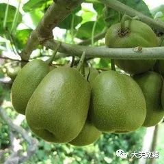 颜三村农户赴博山学习奇异果种植技术
