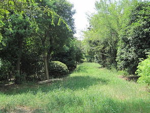 苏州苗木信息价中，蕞近哪种苗木价格“噌噌”上涨？让我来跟你聊聊