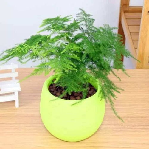 文竹为什么会开花呢？