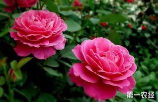 月季花黑斑病的防治大揭秘