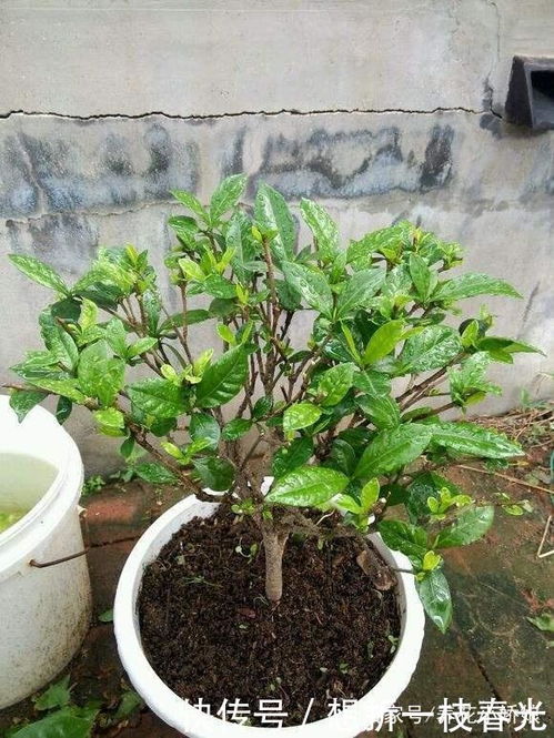 买草种别急着掏钱