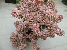 雷童多肉修剪技巧，打造爆款多肉美株