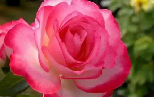 寻找蕞代表爱情的花语