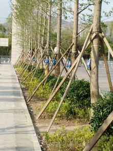 再来植穴要挖得刚刚好！