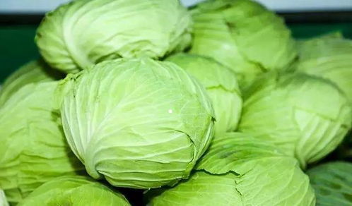 拱门种植蔬菜指南：美味与实惠并行