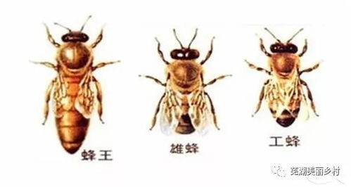秋末气温下降，蜜蜂易受寒
