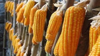 玉米价格低迷，粮农面临收入减少、生计堪忧的困境