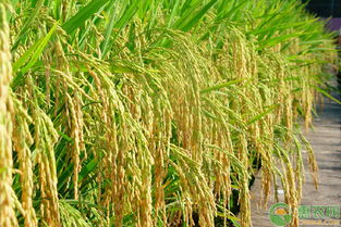 水稻病虫害防治：后期关键注意事项