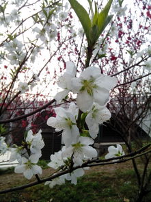 不是樱花，那是什么呢？