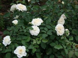 白米农月季的优点