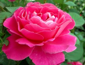 应对高温灼伤的方法