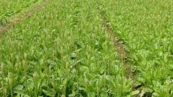 襄阳制药企业的原料基地