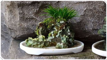 四、土壤配比，得用心