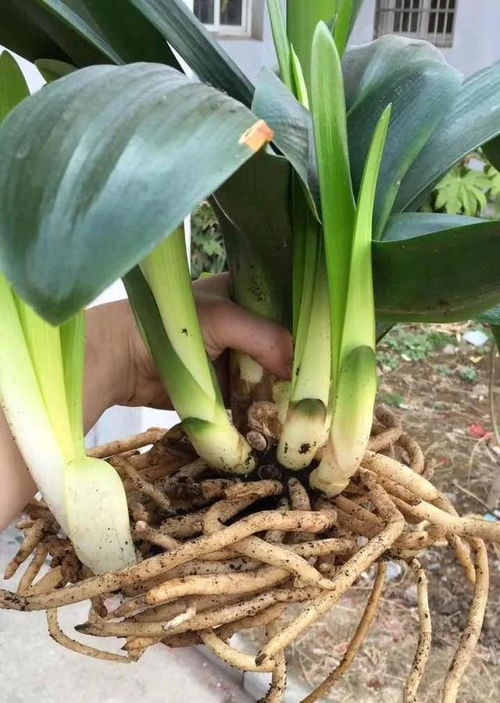 修剪与病虫害防治：玫瑰健康的守护者